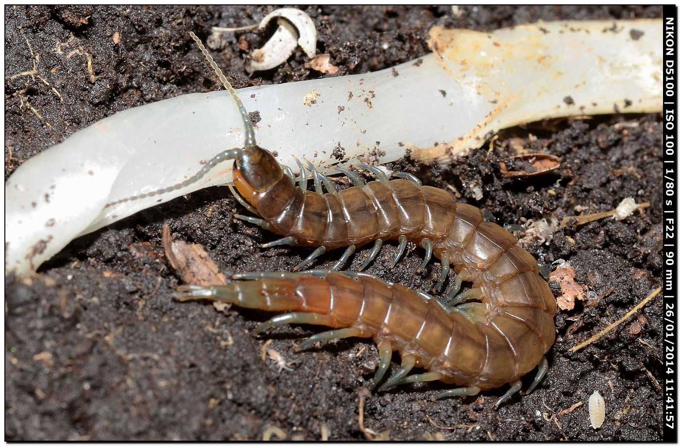 Scolopendra orianensis